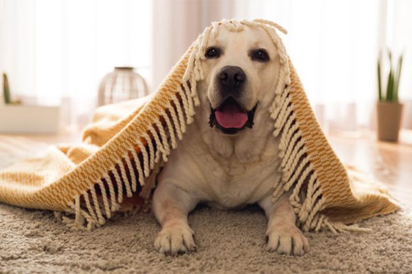 Best Carpet Cleaner For Pets