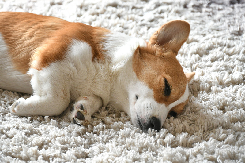 Best-Carpet-Cleaner-For-Pets-Casselberry Best Carpet Cleaner For Pets Casselberry