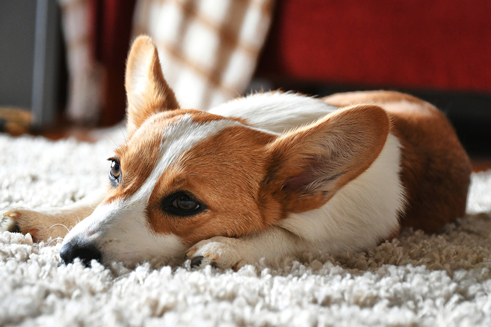 Best-Carpet-Cleaner-For-Pets-Dr-Phillips Best Carpet Cleaner For Pets Dr Phillips