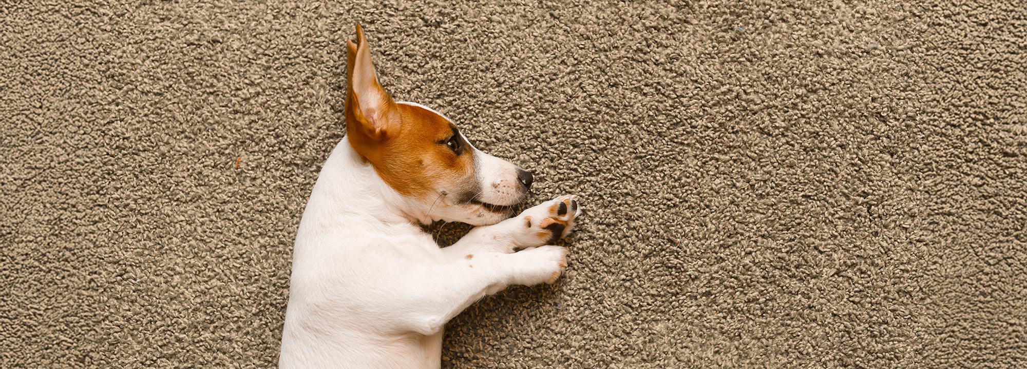 Best-Carpet-Cleaner-For-Pets-Horizon-West Best Carpet Cleaner For Pets Horizon West