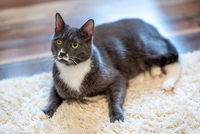 Carpet-Cleaning-Hunters-Creek Carpet Cleaning Hunters Creek