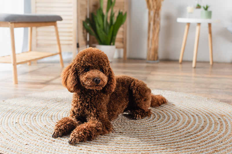 Carpet-Cleaning-Lake-Nona Carpet Cleaning Lake Nona