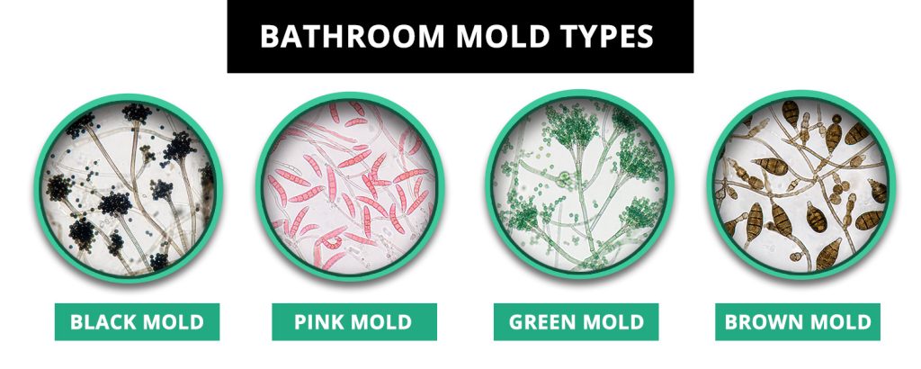 Bathroom Mold Types What It Looks Like and What Causes It