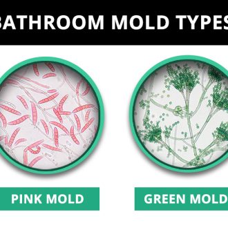 Bathroom Mold Types What It Looks Like and What Causes It