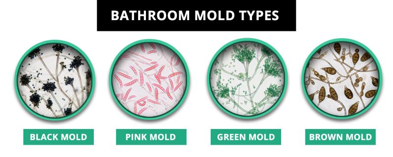 Bathroom Mold Types: What It Looks Like and What Causes It