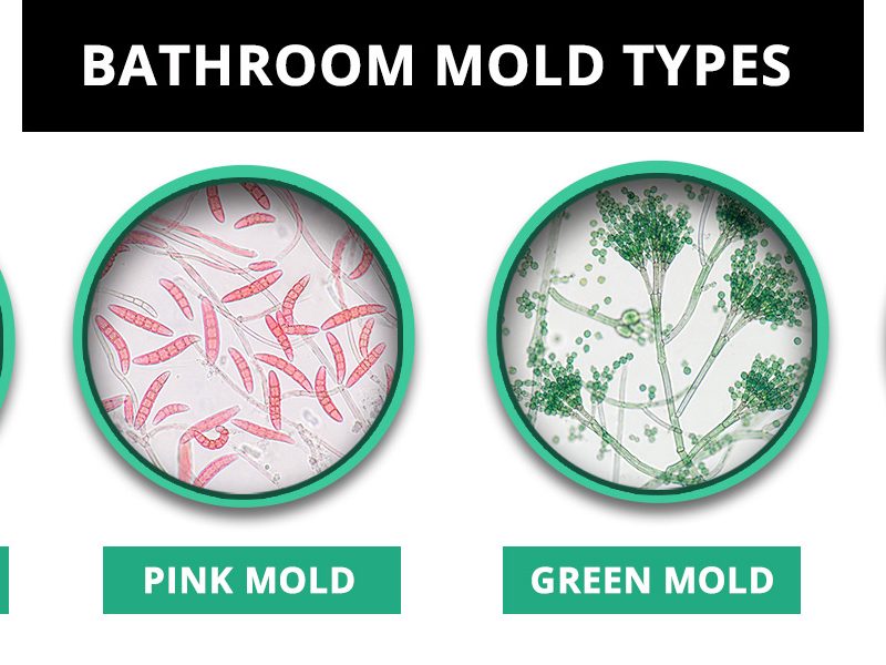 Bathroom Mold Types What It Looks Like and What Causes It