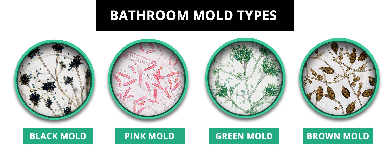 Bathroom Mold Types What It Looks Like and What Causes It