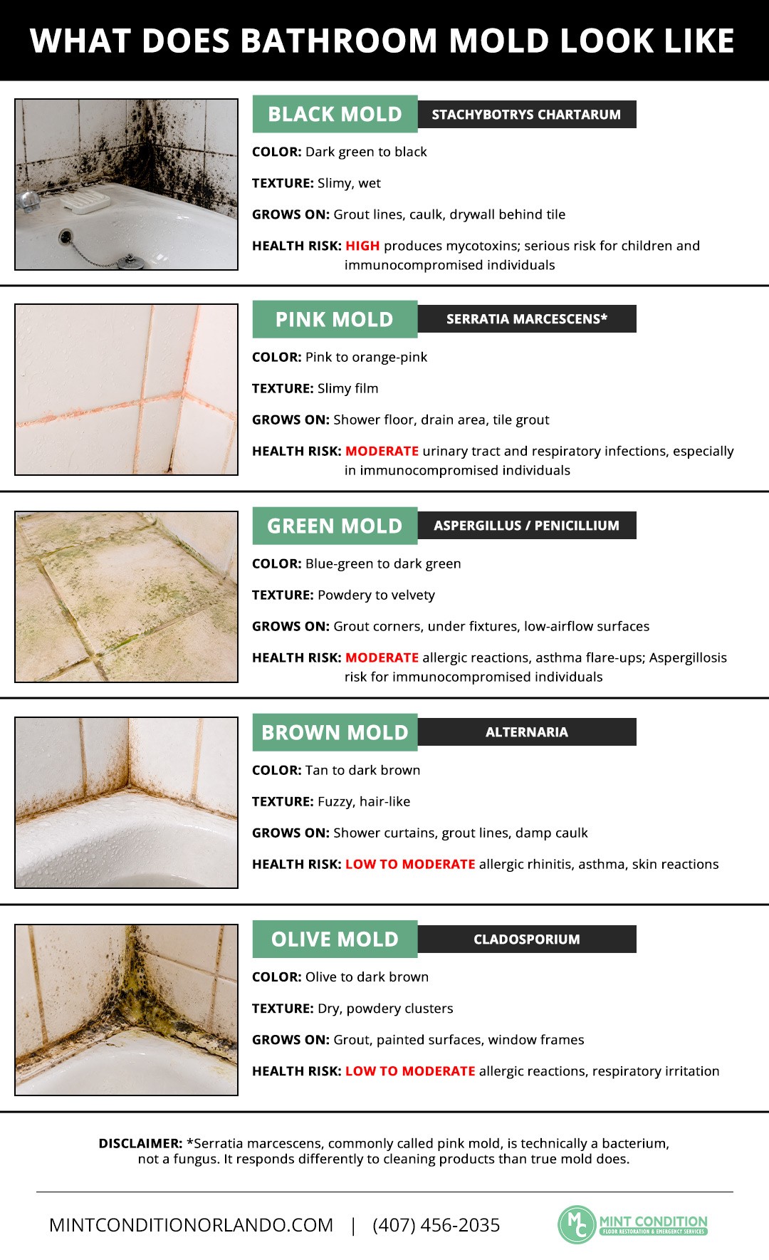 What Does Bathroom Mold Look Like