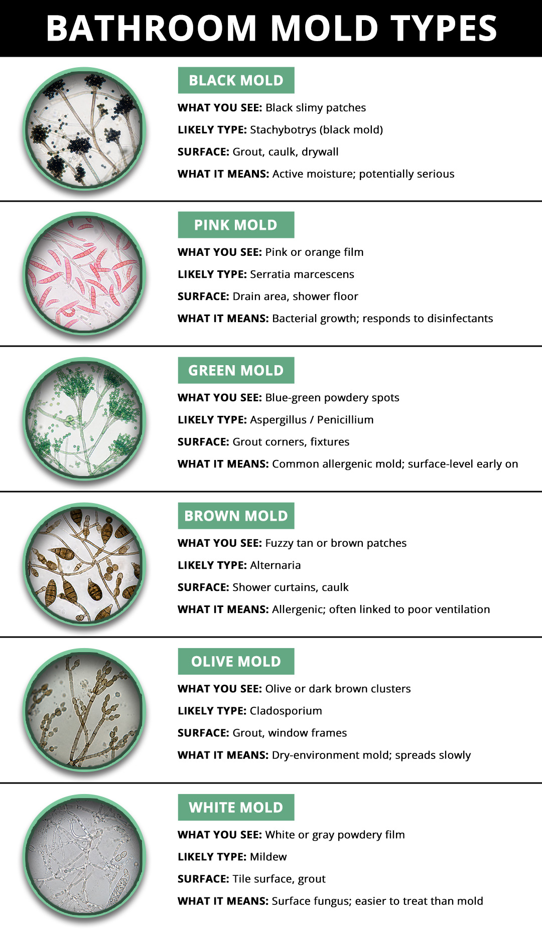 bathroom mold types