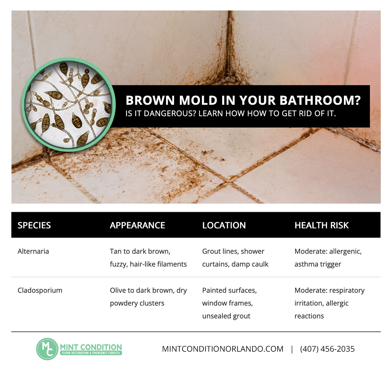 Brown Mold In Your Bathroom MC