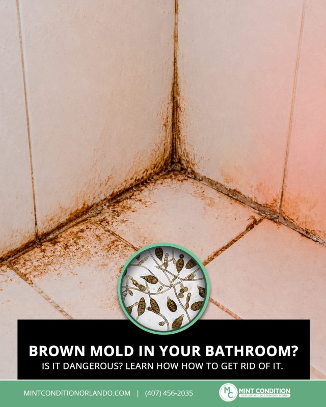 Brown Mold In Bathroom: What It Is, Is It Dangerous, And How To Get Rid Of It