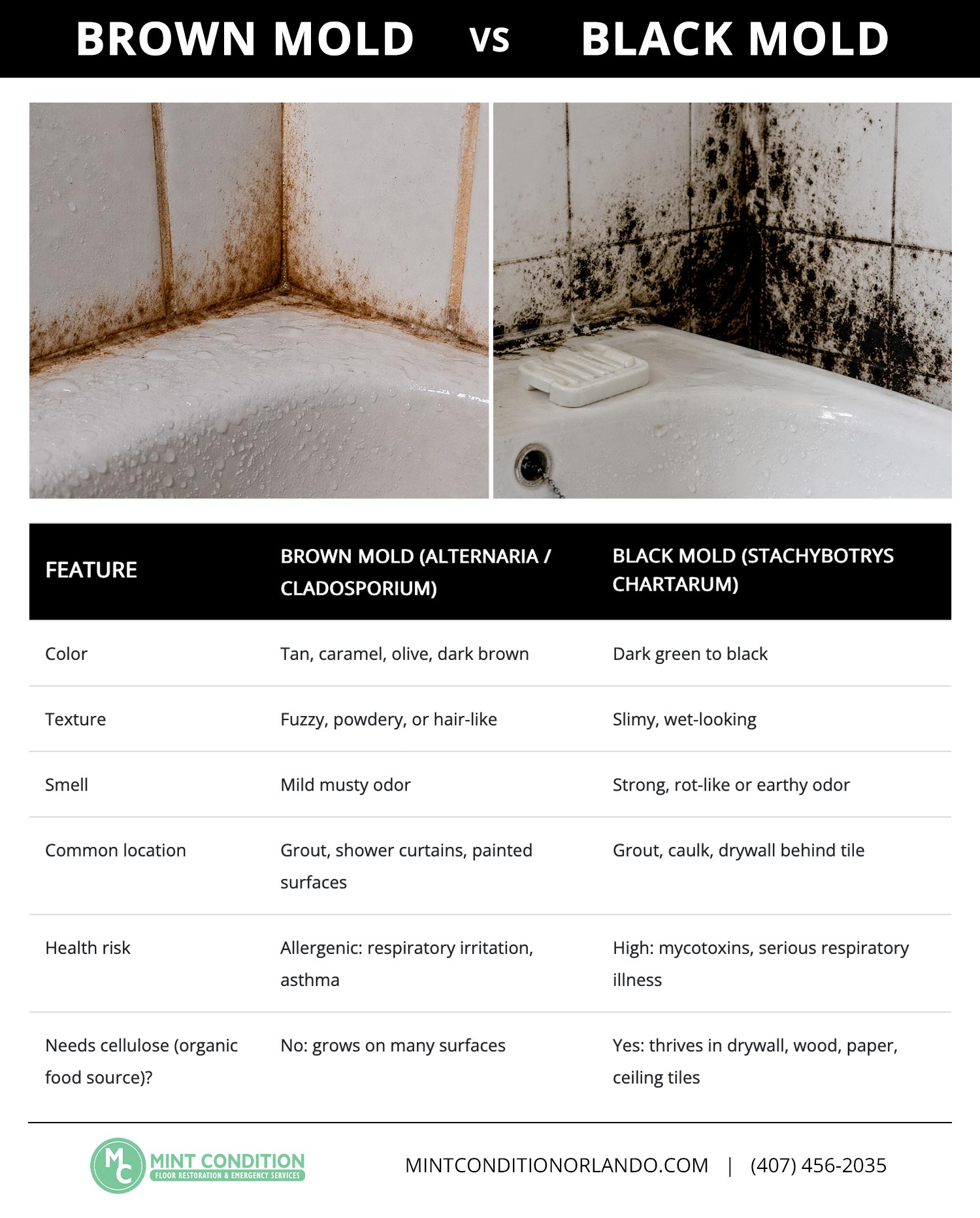 Brown Mold vs Black Mold SM