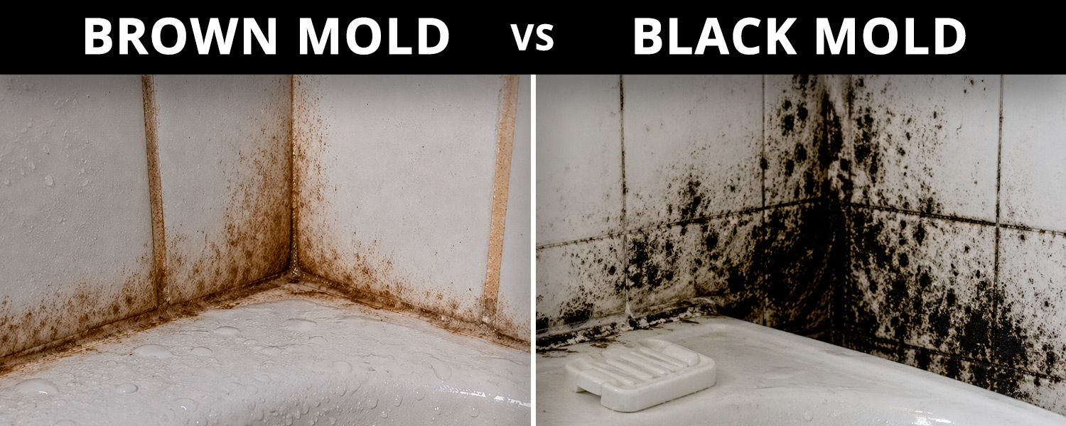 Brown Mold vs Black Mold