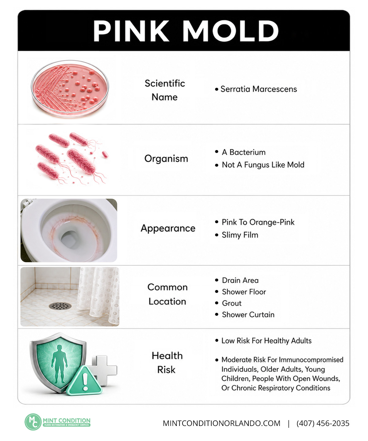 Pink Mold Infographic