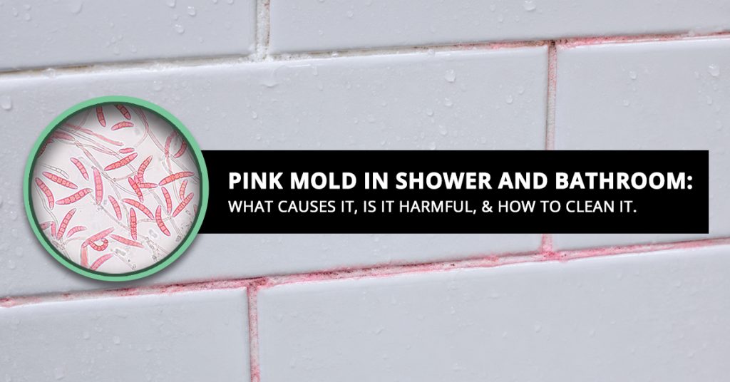 Pink Mold in Shower and Bathroom What Causes It How Does It Form Is It Harmful And How To Clean It