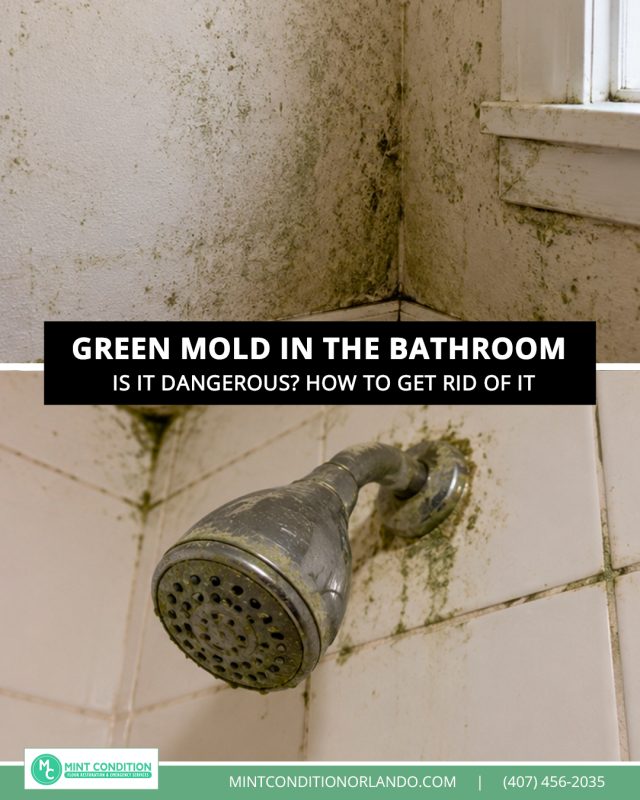 Green Mold in Bathroom: Is it Dangerous, Where It Grows, and How to Get Rid of It
