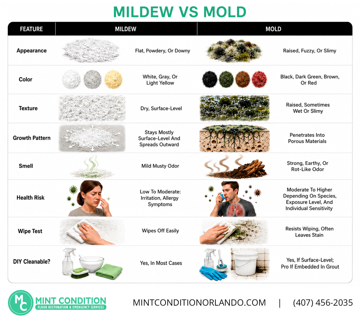 Mildew vs Mold Infographic