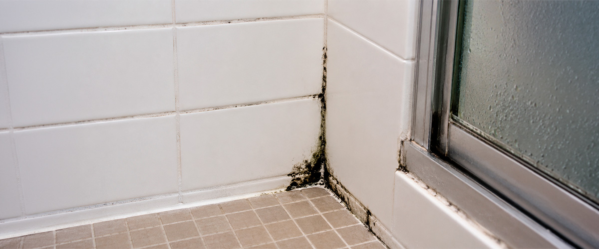 Shower Mildew vs Mold