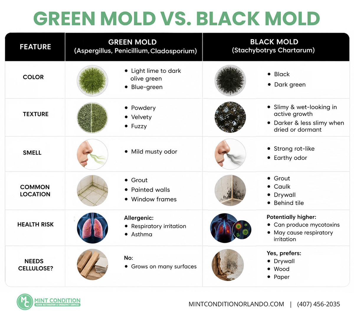 green mold vs black mold