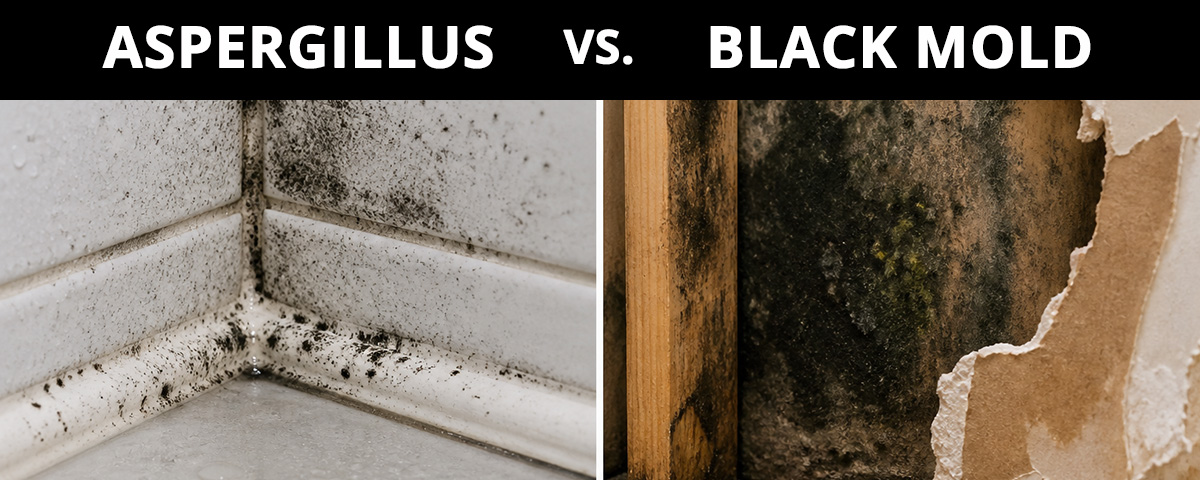 Aspergillus Vs Black Mold