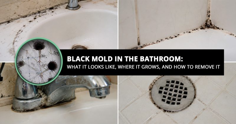 Black Mold in the Bathroom: What It Looks Like, Where It Grows, and How to Remove It