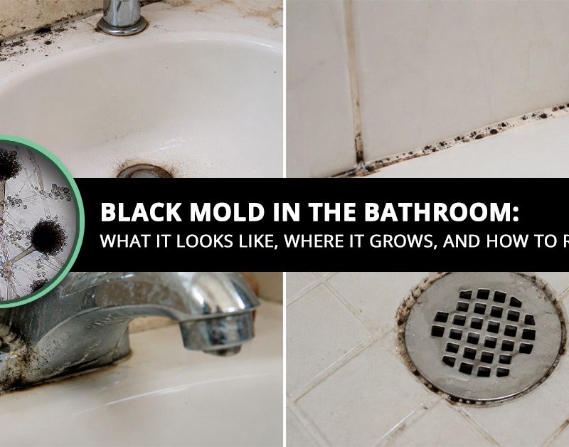 Black Mold in the Bathroom What It Looks Like Where It Grows and How to Remove It
