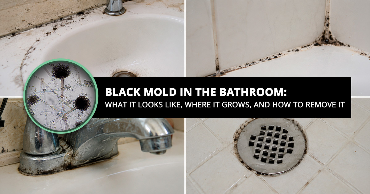 Black Mold in the Bathroom What It Looks Like Where It Grows and How to Remove It
