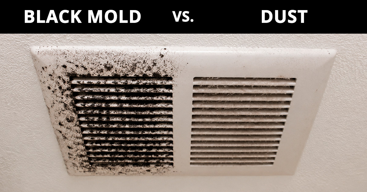 Black Mold vs Dust