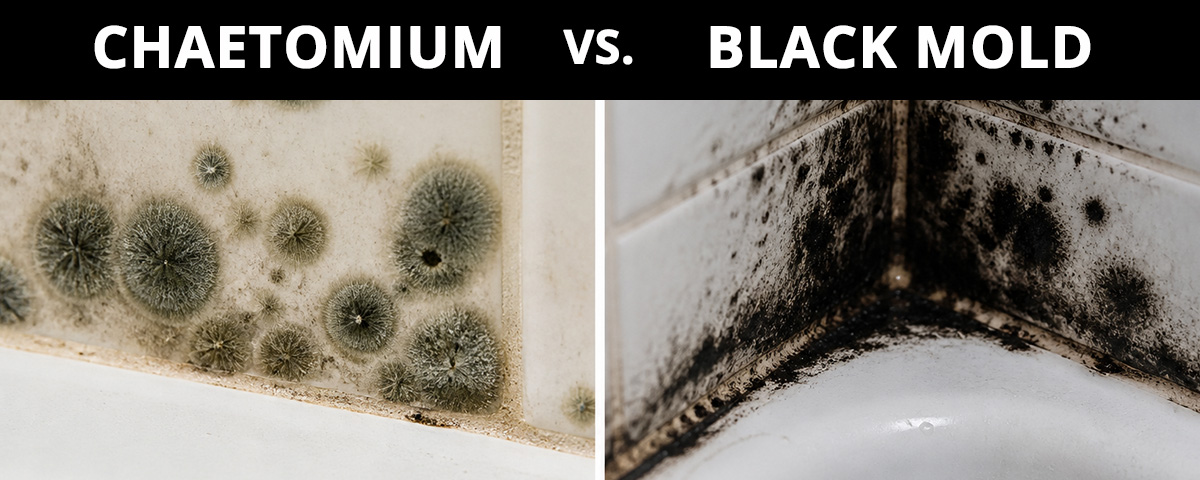 Chaetomium Vs Black Mold