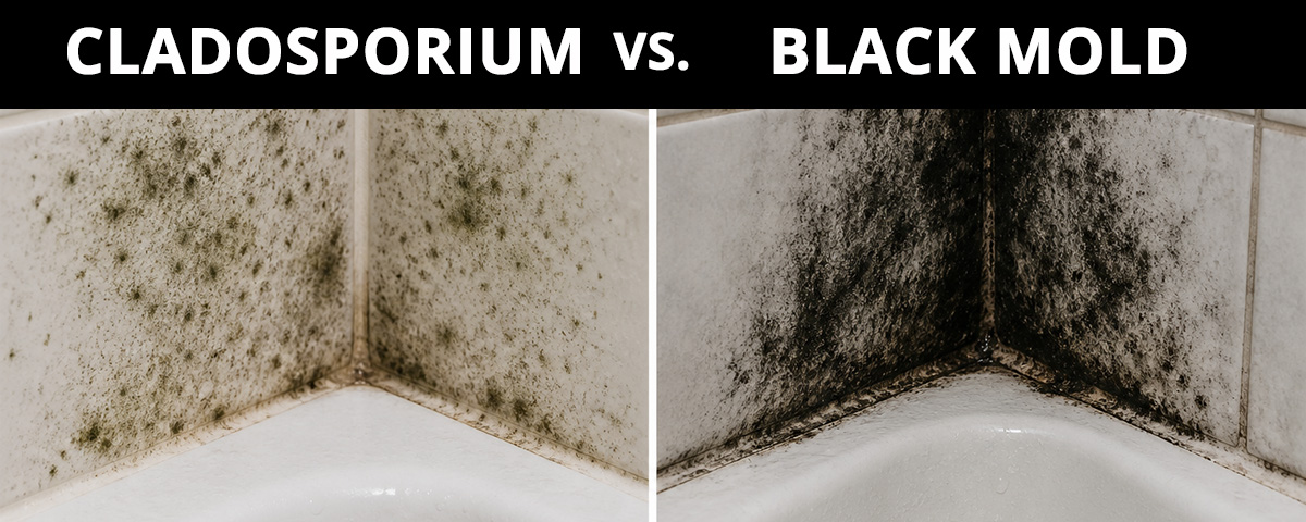 Cladosporium Vs Black Mold