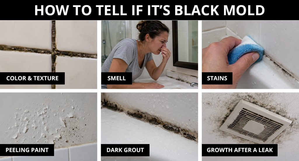 HOW TO TELL IF IT’S BLACK MOLD