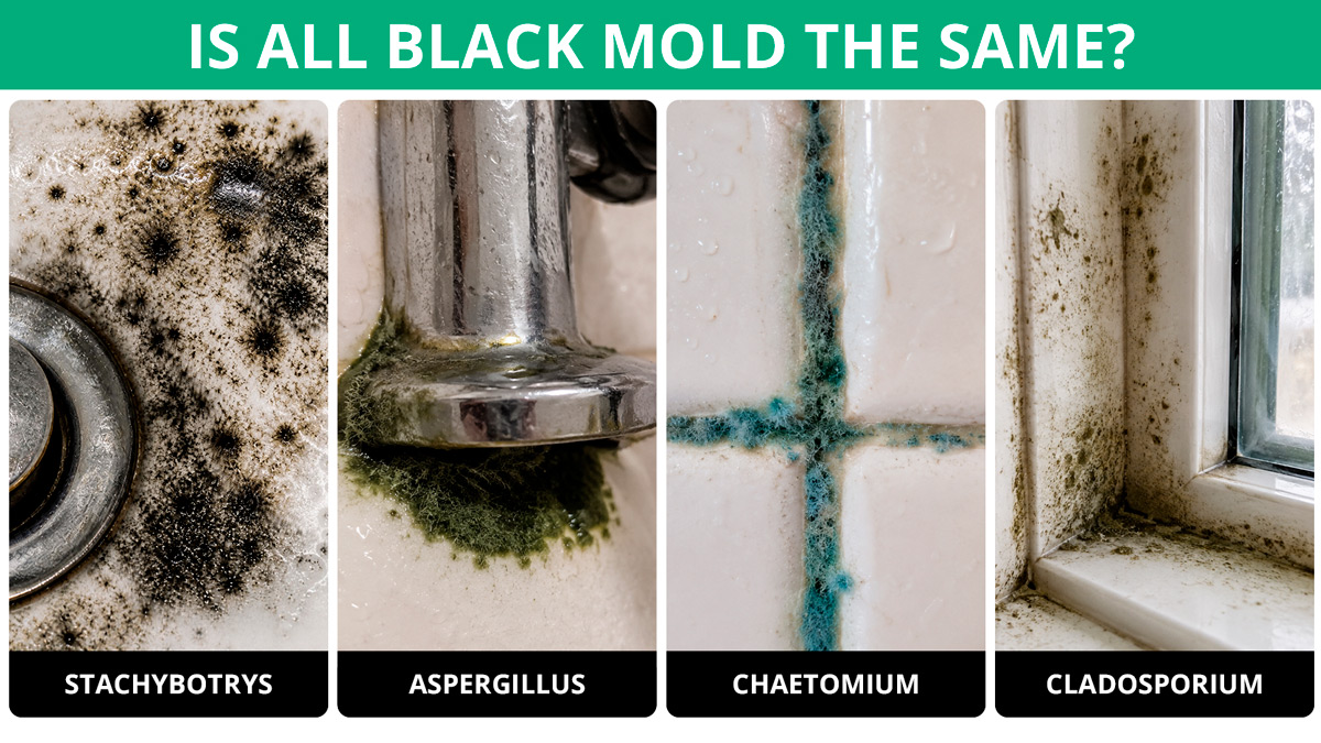 Is All Black Mold the Same