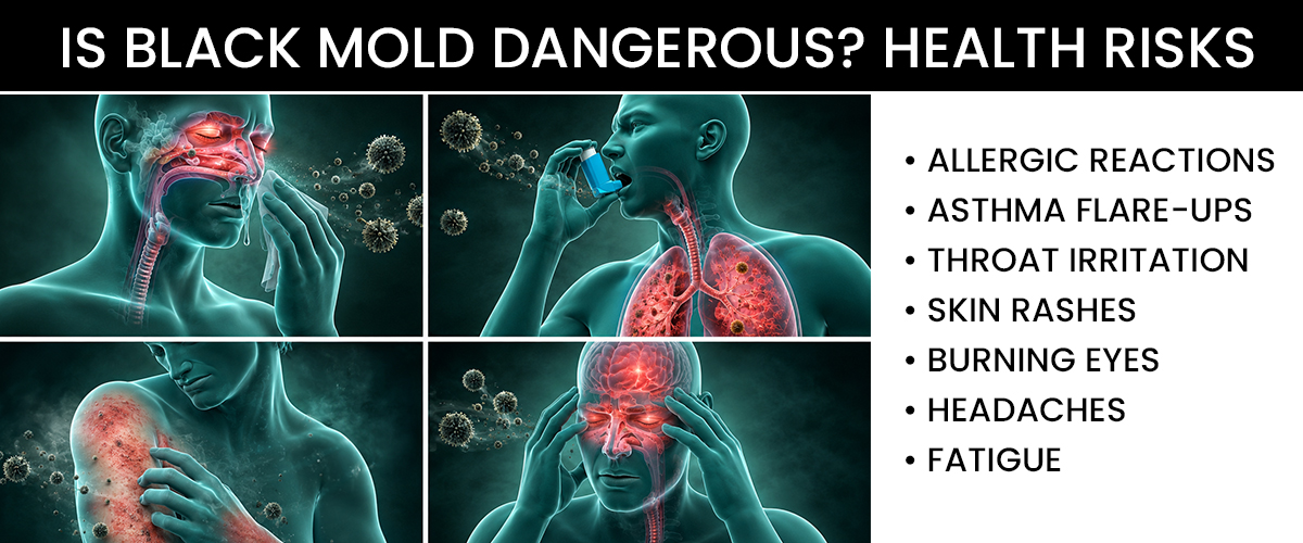 Is Black Mold Bathroom Dangerous