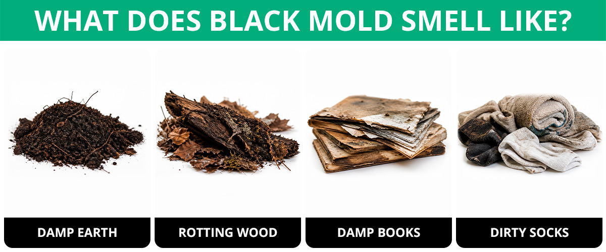WHAT DOES BLACK MOLD SMELL LIKE