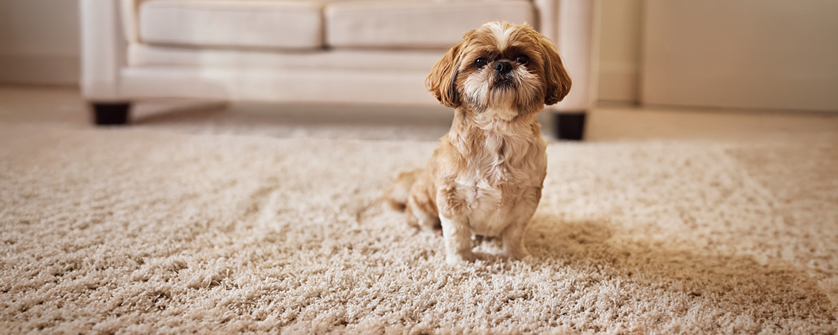 Choosing the Right Eco friendly Carpet Cleaning Option for Your Orlando Home